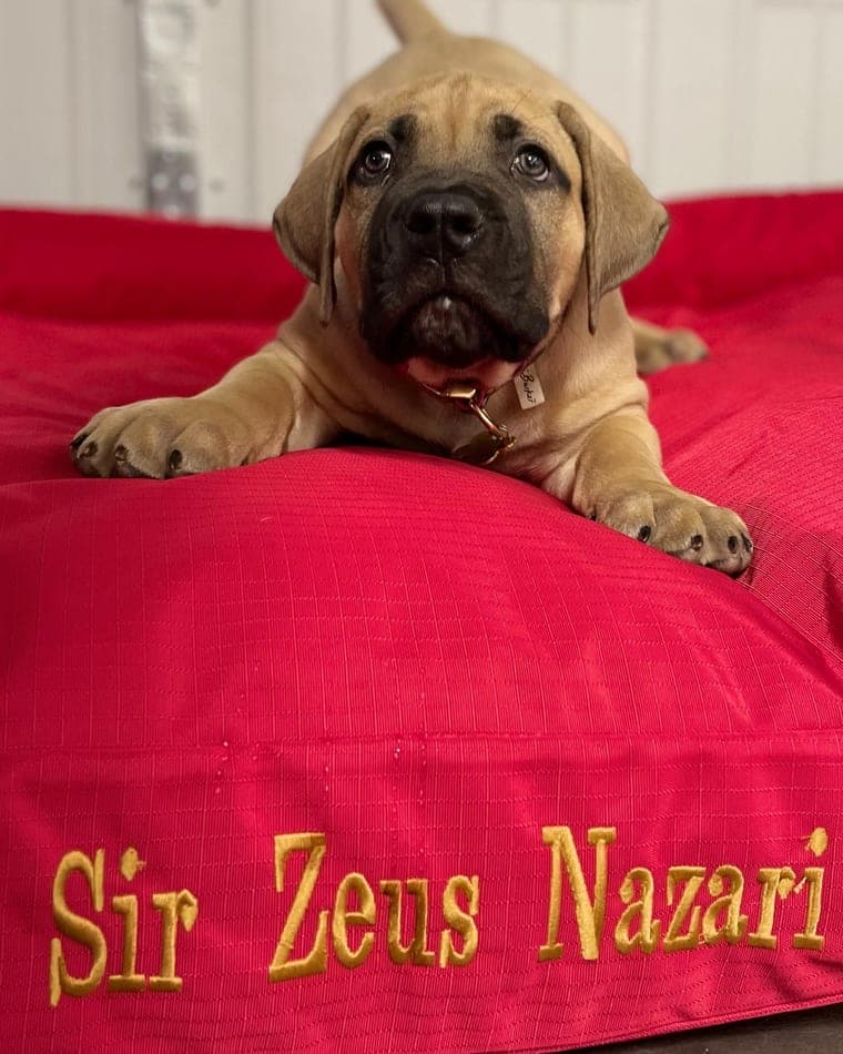 Zeus as a puppy on his 'Sir Zeus Nazari' bed