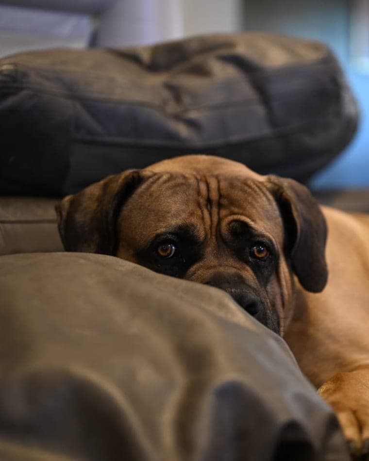 Zeus the Boerboel resting at home